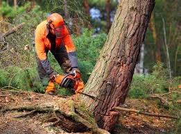 Best Commercial Tree Removal  in Burlingame, CA