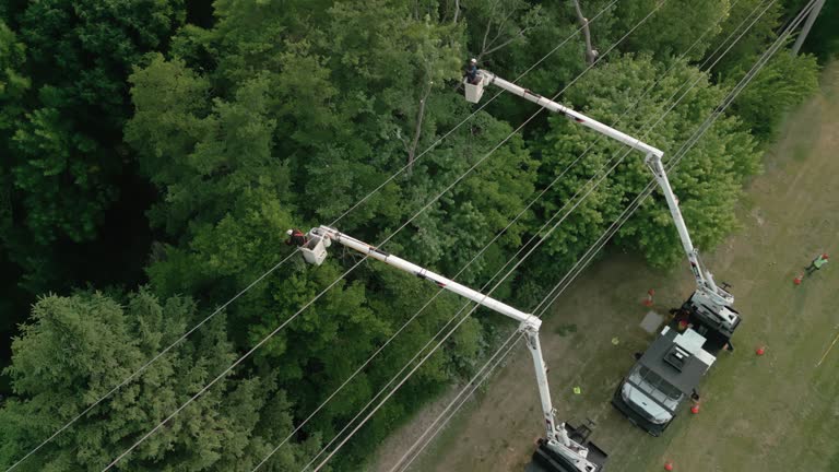 Best Residential Tree Removal  in Burlingame, CA