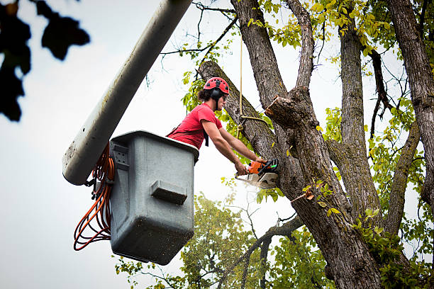 How Our Tree Care Process Works  in  Burlingame, CA